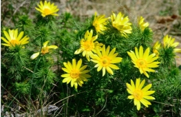 Горицвіт весняний: картинки, стокові Горицвіт весняний фотографії,  зображення | Скачати з Depositphotos